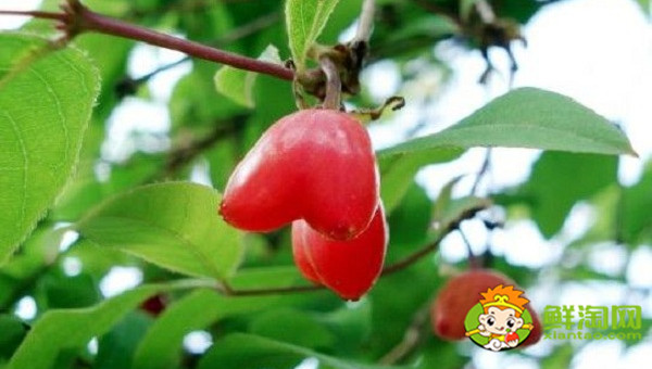 杈杷果什么味道,杈杷果的口感