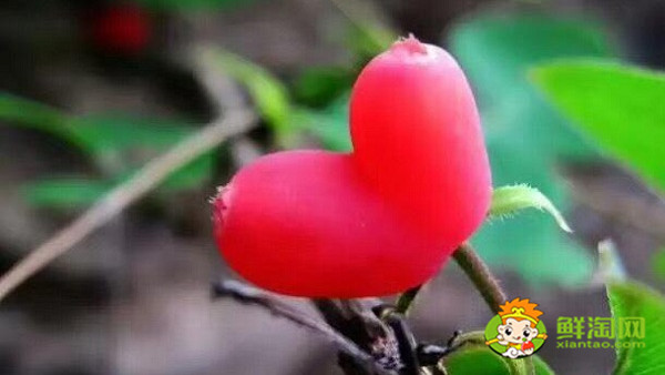 杈杷果什么味道,杈杷果的口感