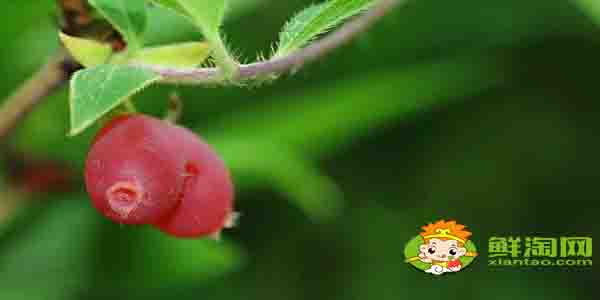 杈杷果什么时候成熟,杈杷果什么时候上市