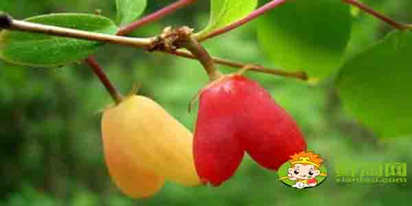 杈杷果什么时候成熟,杈杷果什么时候上市