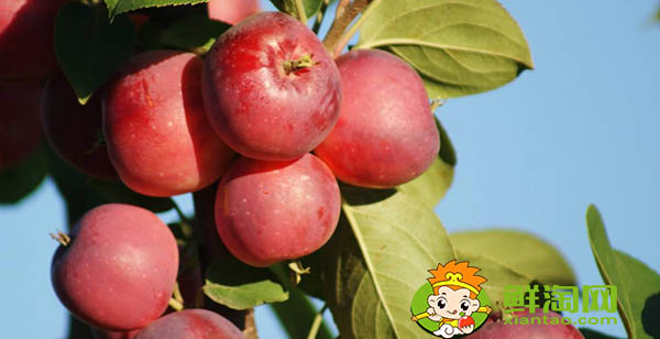 东北k9沙果什么时候成熟,k9小苹果的特点