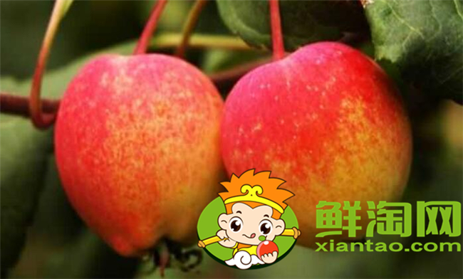 沙果是什么季节的水果,沙果属于苹果吗