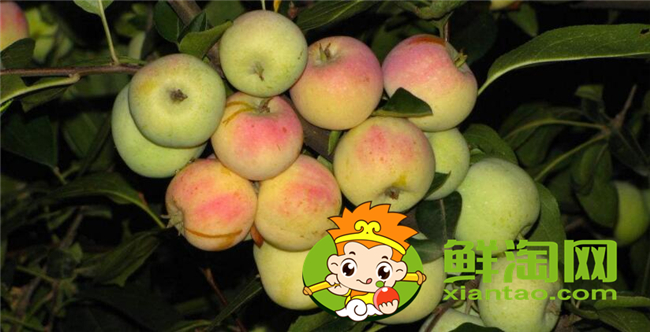 沙果是什么季节的水果,沙果属于苹果吗