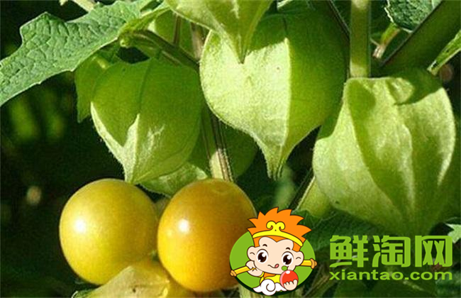 姑娘果是什么味道,姑娘果口感怎么样