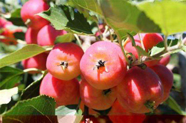 沙果是海棠果吗,海棠果和沙果的区别