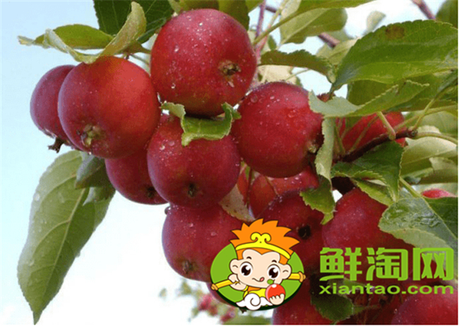 沙果是海棠果吗,海棠果和沙果的区别