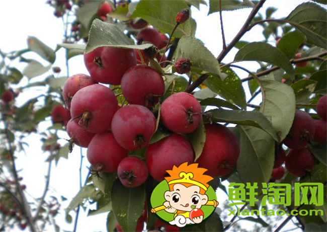 新鲜沙果怎样保存,沙果怎样保存时间长