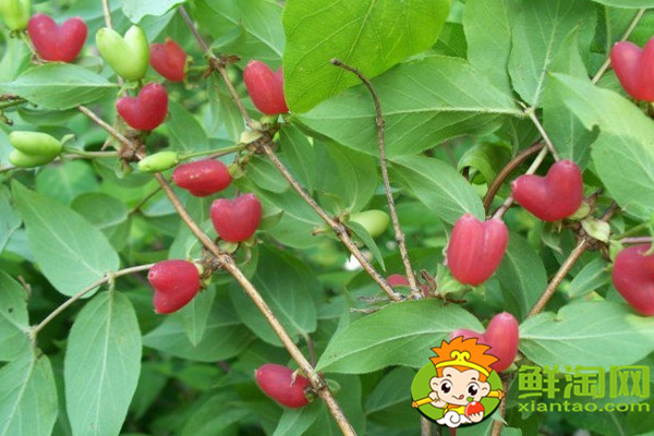 杈把果产地在哪里,中国杈杷果种植基地