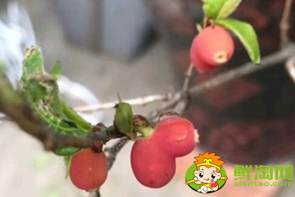 杈把果产地在哪里,中国杈杷果种植基地