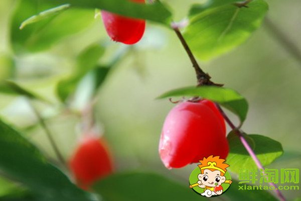 杈把果产地在哪里,中国杈杷果种植基地