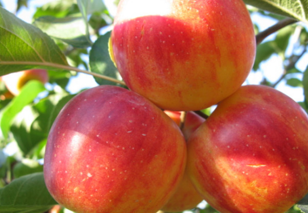 东北沙果产地在哪里,东北沙果品种有哪些