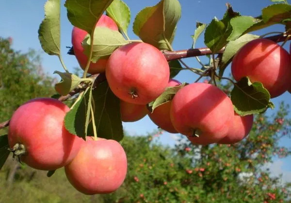 东北沙果产地在哪里,东北沙果品种有哪些