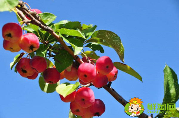 沙果怎么酿酒,沙果酒的制作方法