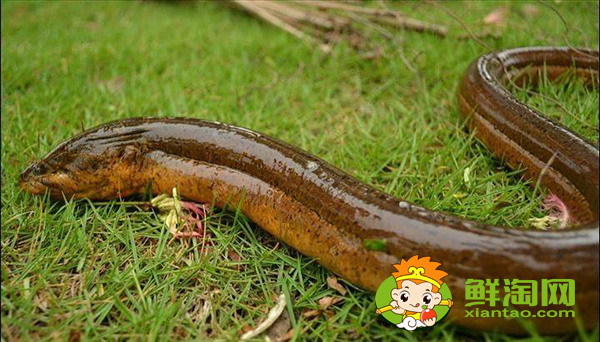 野生黄鳝鱼吃什么食物长的快,一般野生的黄鳝可以长到多大