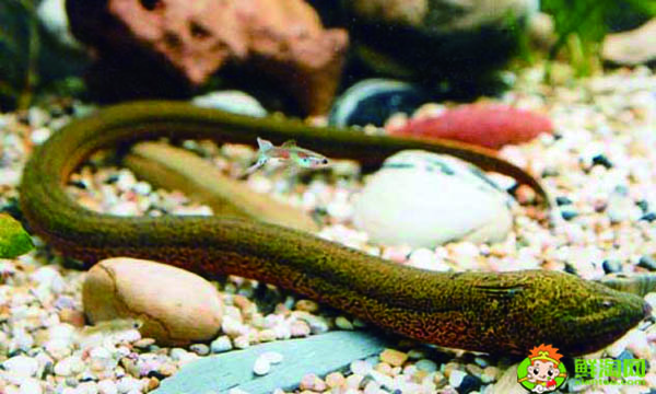 人工养殖黄鳝最佳饵料是什么，人工养殖黄鳝的时间周期是多久