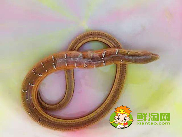 山黄鳝能吃吗,山黄鳝的药用价值介绍