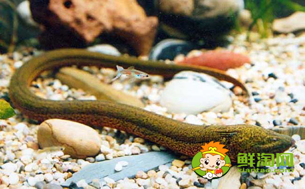 什么地方有大的黄鳝,野生黄鳝最大有多大