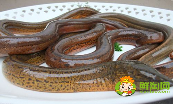 蛇为什么不吃黄鳝,坟地里为什么多产黄鳝