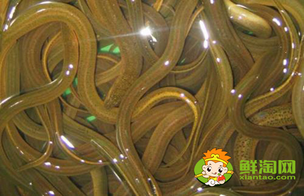 蛇为什么不吃黄鳝,坟地里为什么多产黄鳝