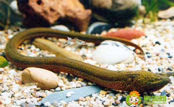 黄鳝能活多久,大黄鳝会吃小黄鳝吗