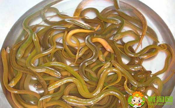 孟加拉黄鳝吃的人多吗,孟加拉黄鳝为什么便宜