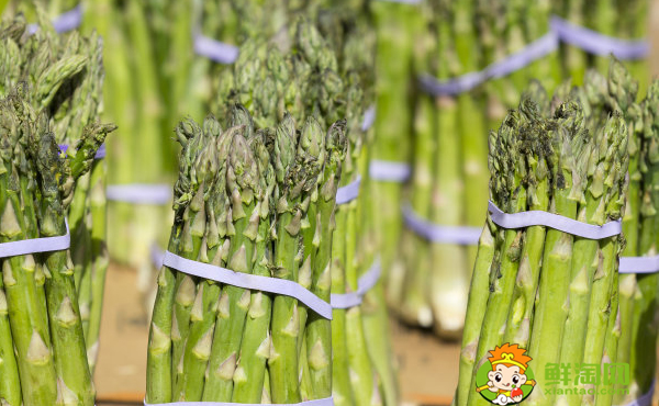 芦笋是什么季节的蔬菜,芦笋是芦苇的根部发出的嫩芽