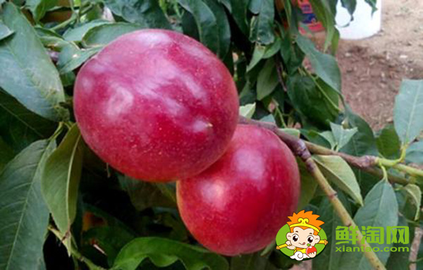 桃子最甜的品种有几种,中国最甜的桃子含糖量