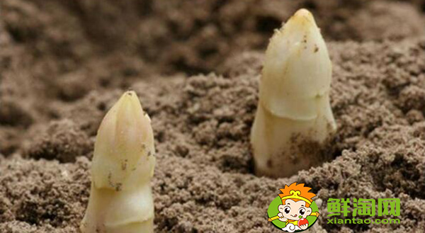 芦笋种子什么时候种,芦笋种子怎样催芽