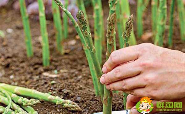 芦笋怎样才能长得更壮一点,鲜芦笋怎样晒干