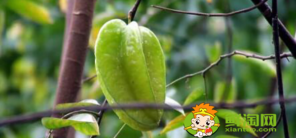 杨桃树为什么不结果,杨桃树结果时怎样下肥