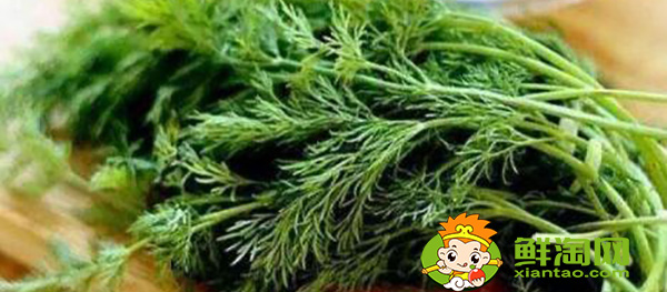 茴香的叶子黑了是否可以食用,孕妇可以少量食用茴香嘛