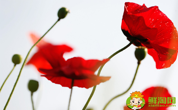 八角是罂粟吗,假八角与真八角的区别