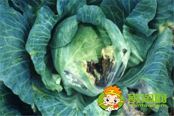 卷心菜上有好多黑点可以吃吗,卷心莱里面发黑能吃吗