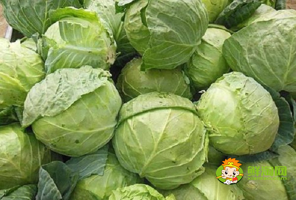 包菜怎么保存两个月,包菜放冰箱两个月还能吃吗