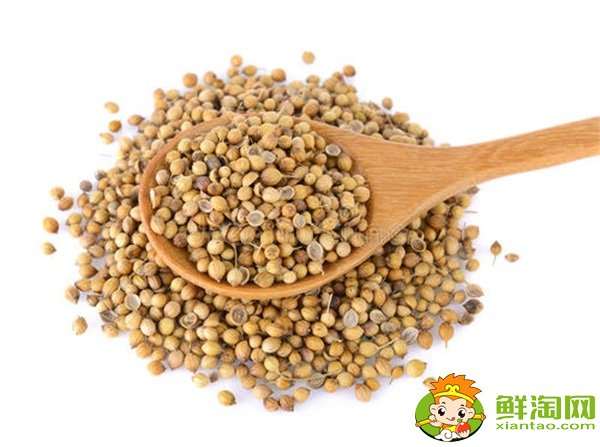 香菜什么时候种植最好,香菜种植方法和时间