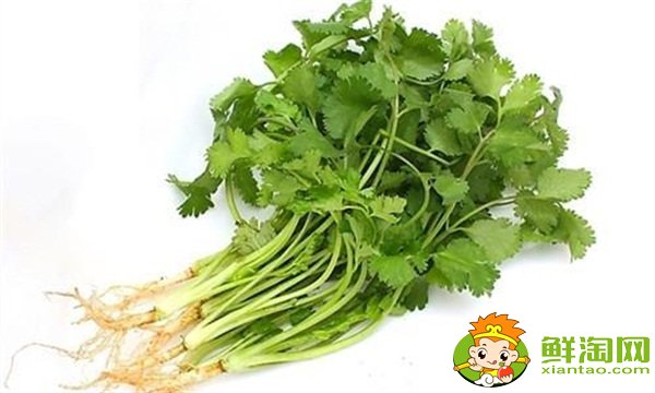 香菜什么时候种植最好,香菜种植方法和时间