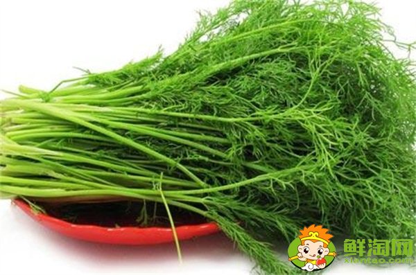 茴香菜可以晒干吗,茴香为什么晚上不能吃