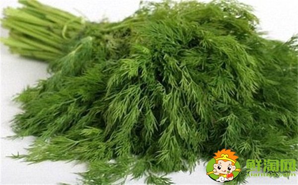 茴香菜长什么样,茴香有几种叫法