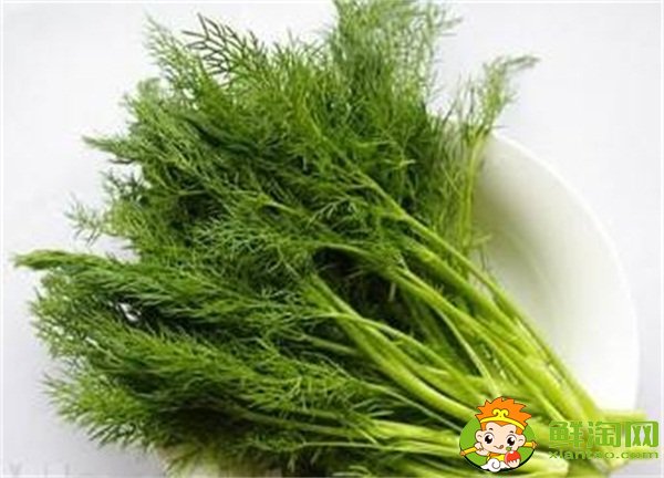 茴香菜长什么样,茴香有几种叫法