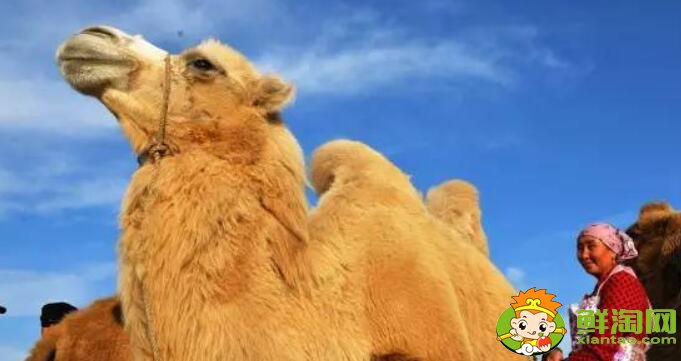 驼奶是什么,为什么驼奶那么贵