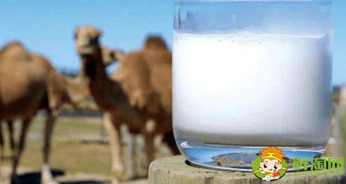 驼奶是什么,为什么驼奶那么贵