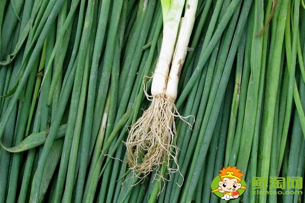 菠菜根色是什么颜色,葱和菠菜的根有什么不同