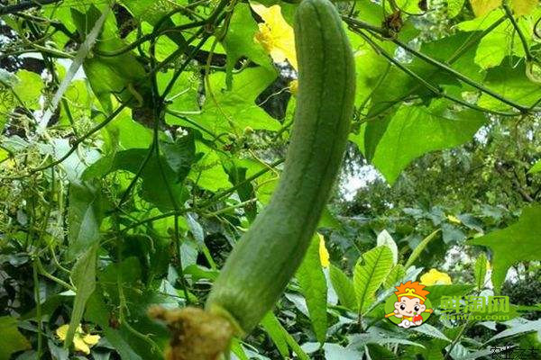 几月份是吃丝瓜的季节,原来这个时候吃丝瓜有这样的好处