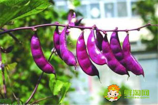 扁豆的保存方法有哪些,扁豆剩了还能吃吗