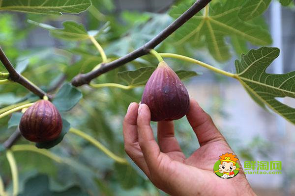 无花果在哪里生长,无花果生长与热带和温带地区