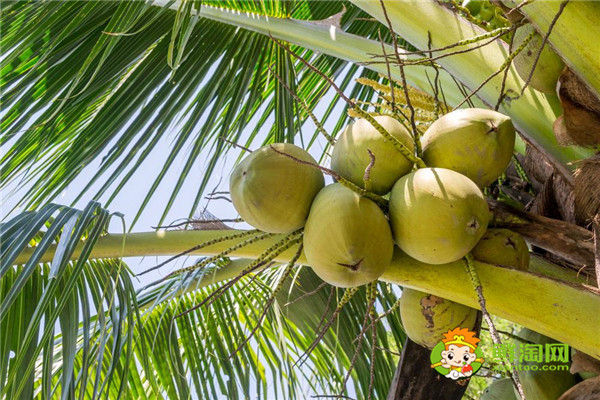 椰子是什么季节成熟,椰子是夏季常见的水果