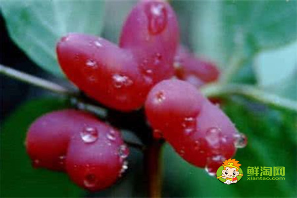 杈杷果什么时候成熟,杈把果的功效与作用