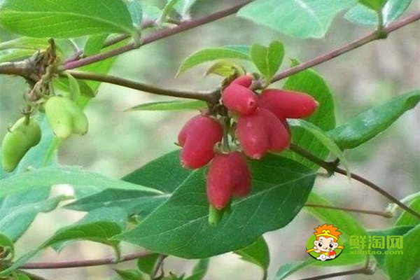 杈杷果什么时候成熟,杈把果的功效与作用