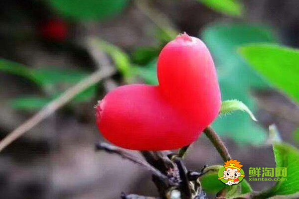 杈杷果什么时候成熟,杈把果的功效与作用