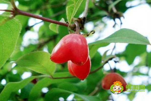杈杷果的功效与作用,杈把果的产地
